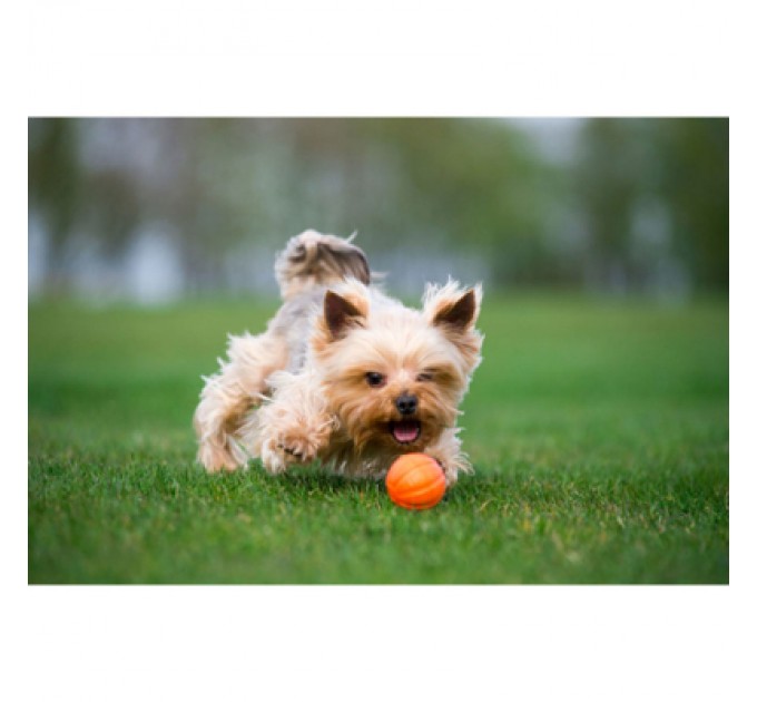 Liker Іграшка для собак Liker М'ячик 9 см (6295)