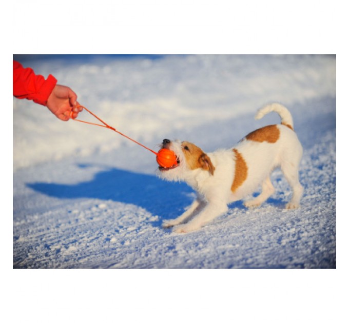 Іграшка для собак Liker Line М'ячик зі стрічкою 5 см (6286)