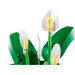 LEGO Конструктор LEGO Botanicals Спатифілум (11504)