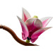 LEGO Конструктор LEGO Botanicals Magnolia Branches (11510)