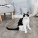 Trixie Іграшка для котів Trixie Мильні бульбашки з котячою м'ятою 120 мл (4011905424255)