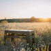 Tribe Туристичний стіл Tribe Camp Table Low пластиковий Olive (T-EF-0003-olive)