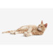 Cheerble Іграшка для котів Cheerble Wicked Ball M3 (Apricot Beige) (CWQ02A)