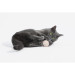 Cheerble Іграшка для котів Cheerble Wicked Ball M3 (Apricot Beige) (CWQ02A)