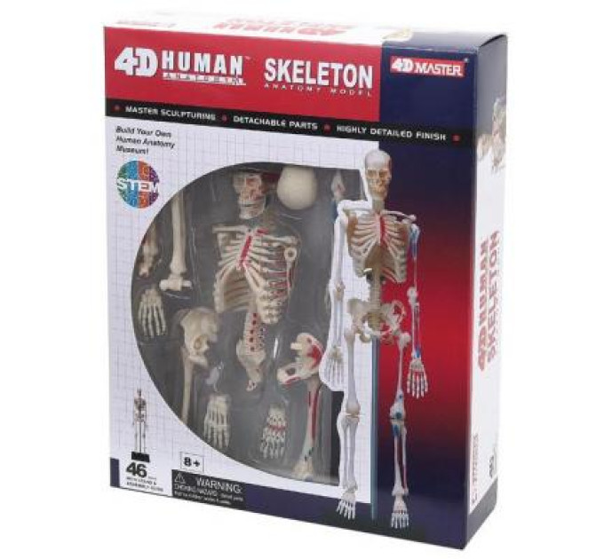 4D Master Пазл 4D Master Об'ємна анатомічна модель Master Скелет людини (FM-626011)